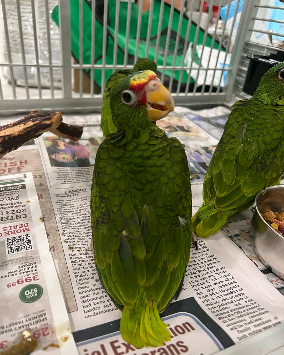 white fronted amazon 4 months to 4 years old $500 -$800 - Image 2