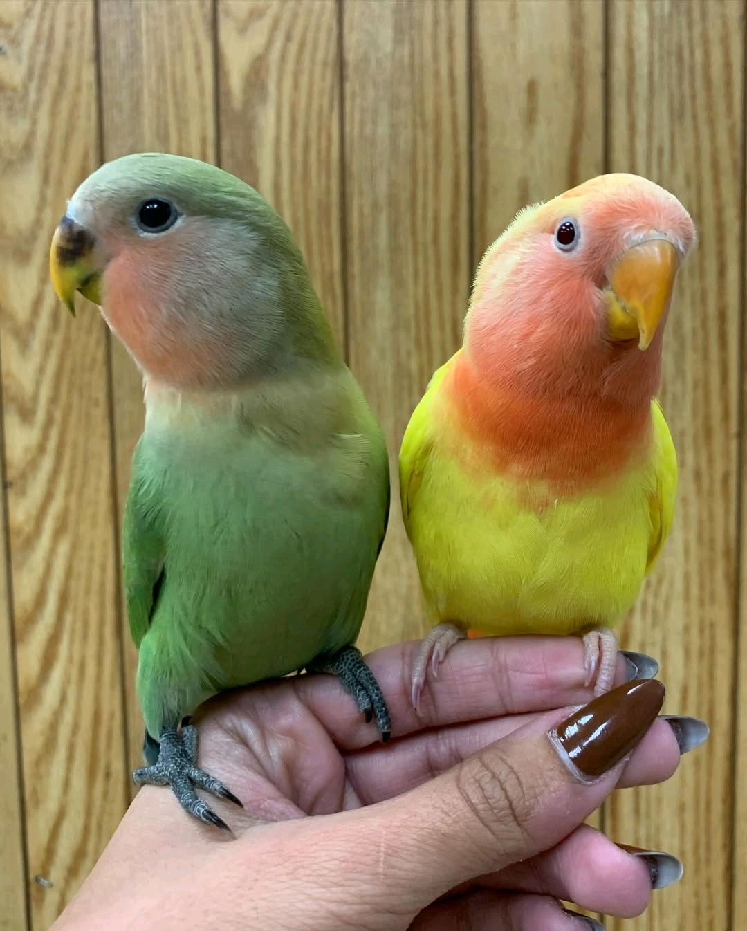Love birds - Image 2