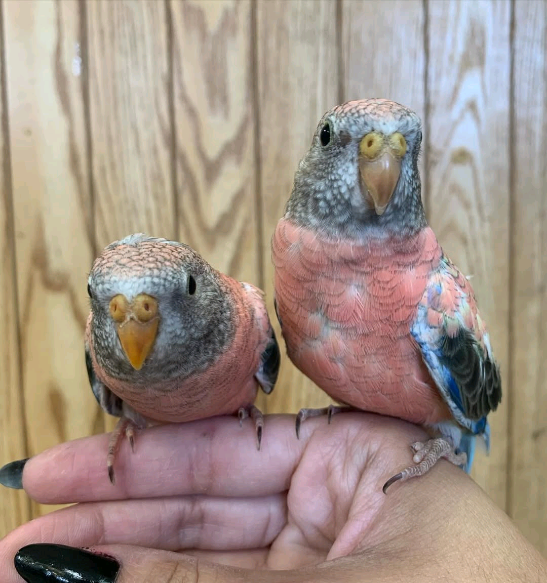 Bourke Parakeets - Image 2