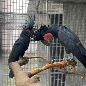 Palm back Cockatoo: (4 months to years old) $1000 to $2900
