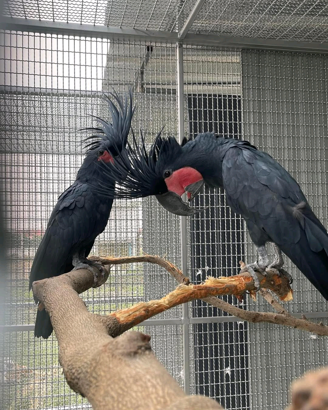 Palm back Cockatoo: (4 months to years old) $1000 to $2900