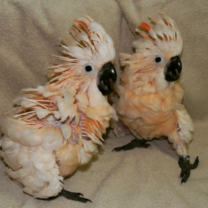 3 Months Old Moluccan Cockatoo