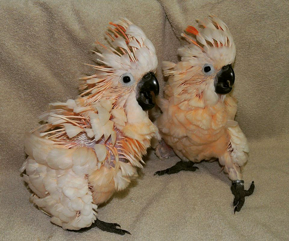 3 Months Old Moluccan Cockatoo