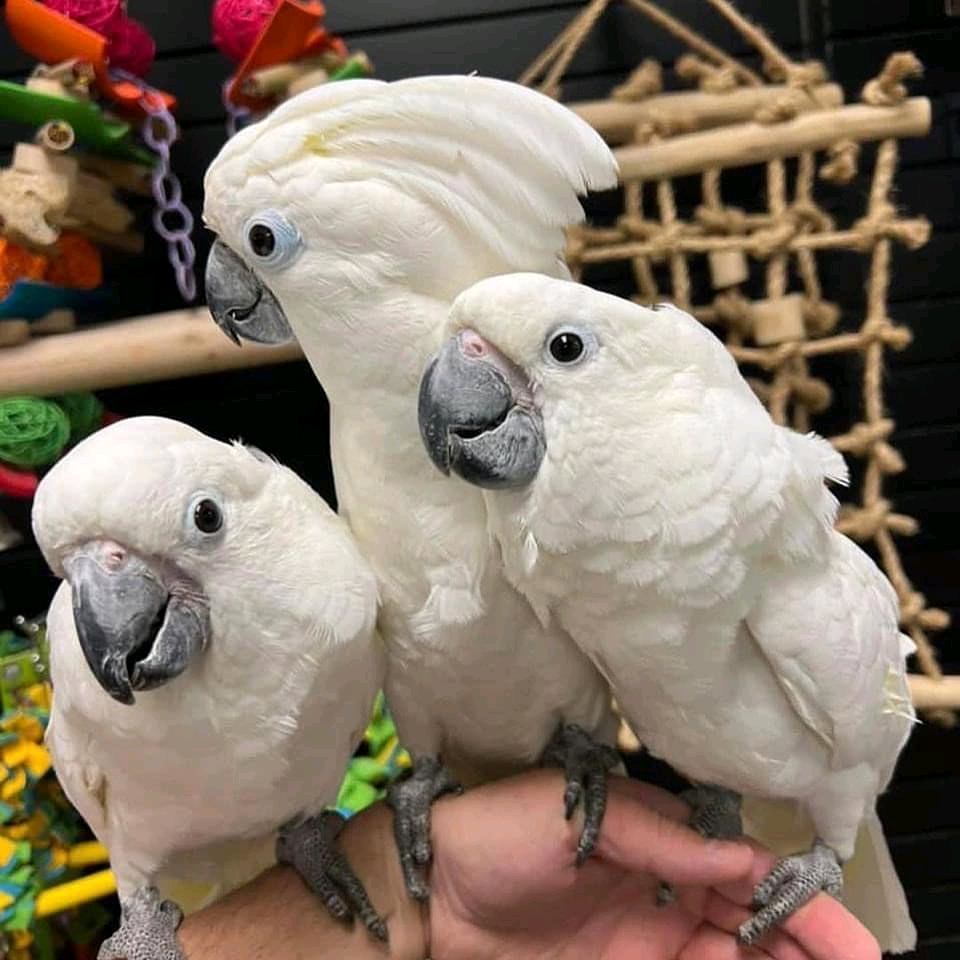 Umbrella cockatoo 5 months to 4 years old $800 -$1300 - Image 2