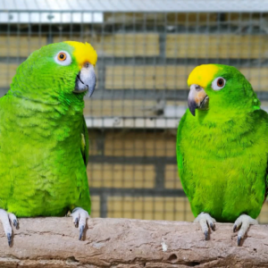 Yellow-headed Amazon
