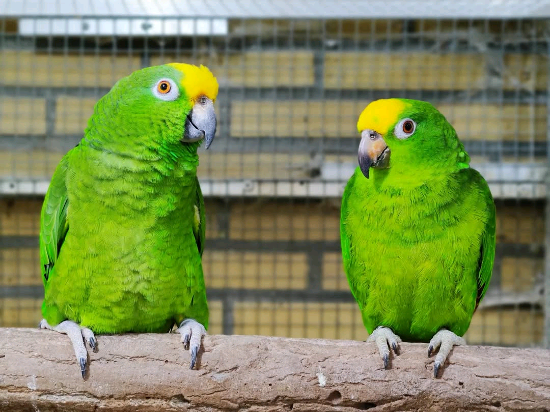 Yellow-headed Amazon