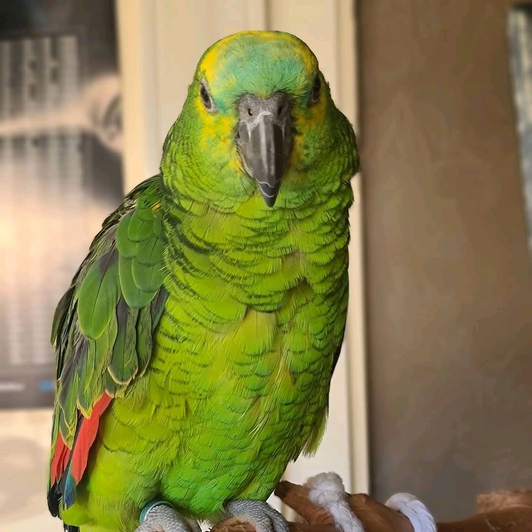 2 Years Old Blue Fronted Amazons - Image 3