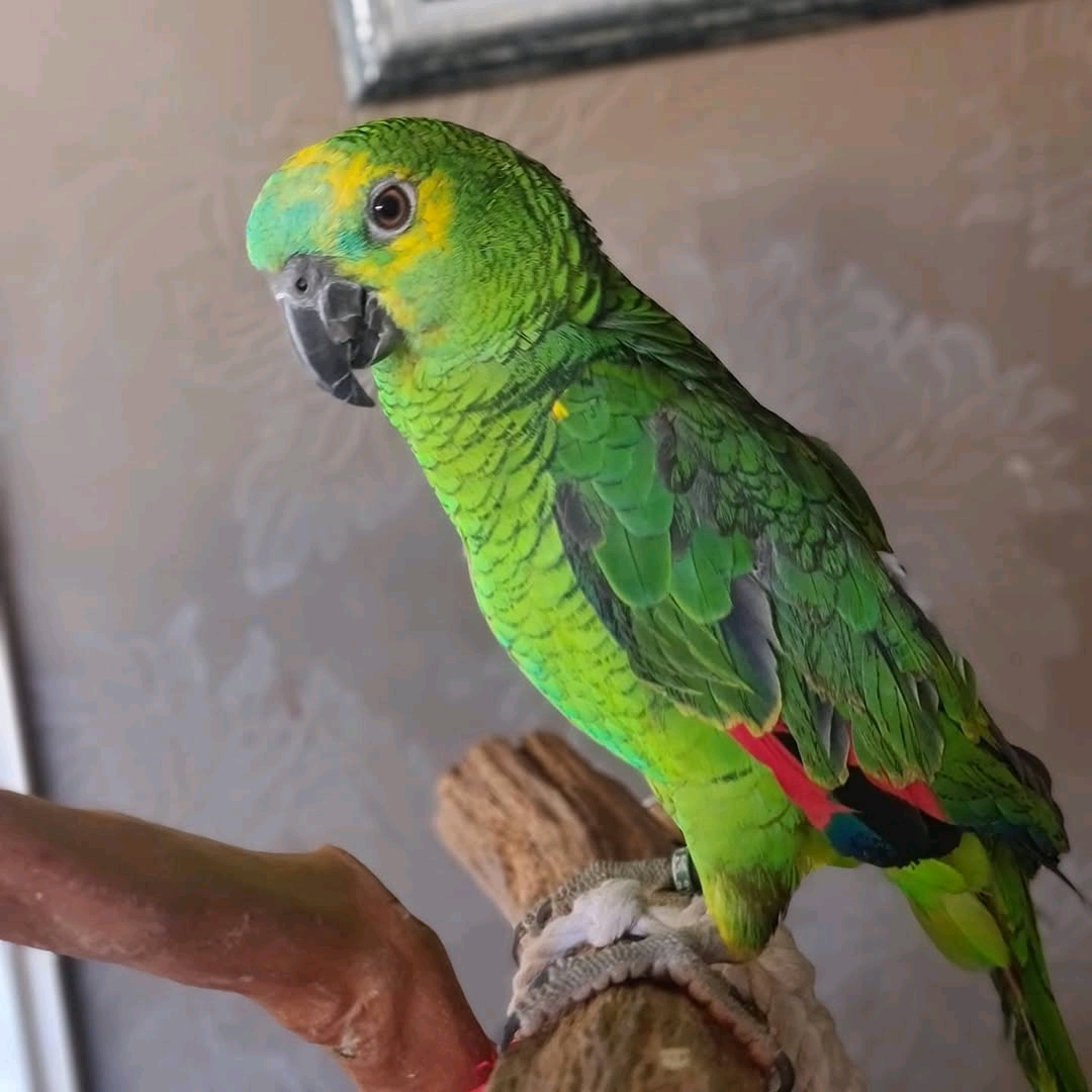 2 Years Old Blue Fronted Amazons - Image 4