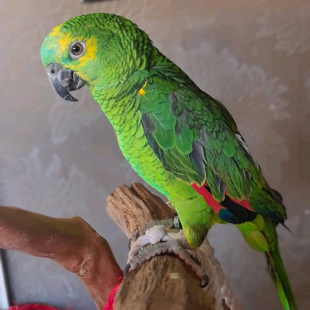 2 Years Old Blue Fronted Amazons - Image 2