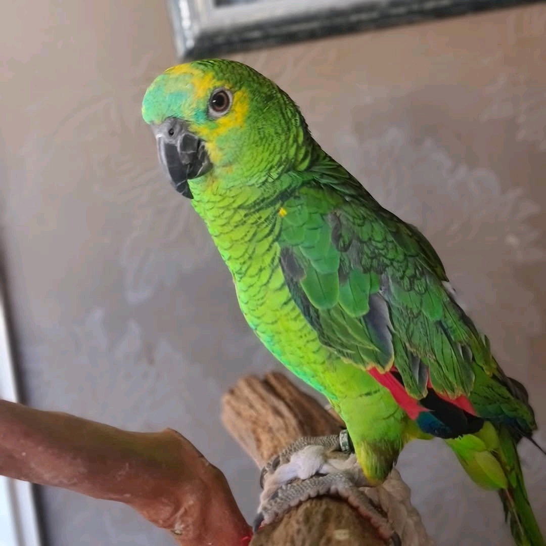 2 Years Old Blue Fronted Amazons