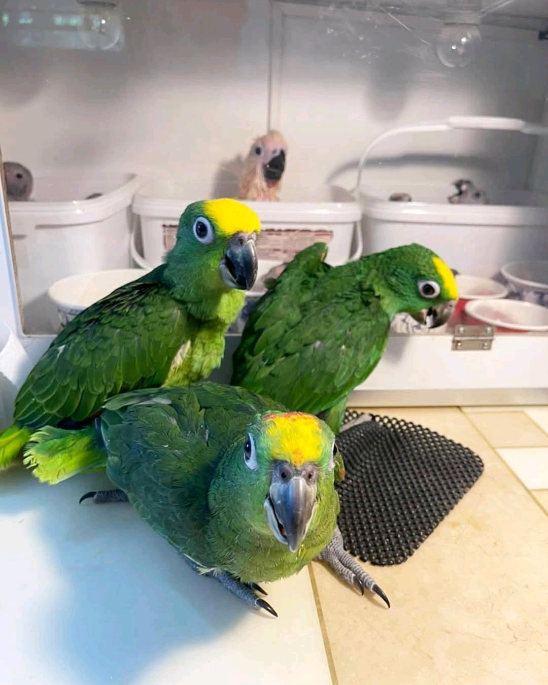 Yellow-headed Amazon - Image 2