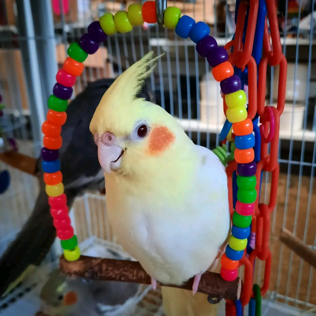 2 years old cocktail parrot - Image 4