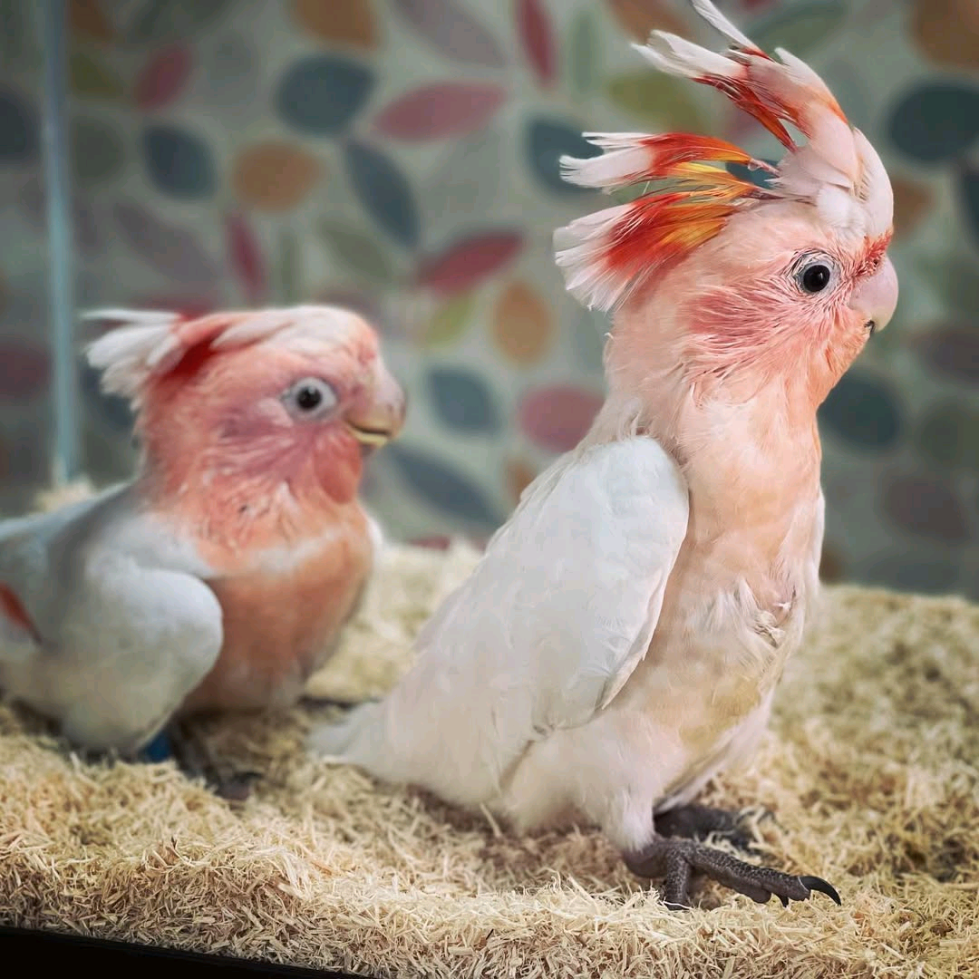 5 Months Old Baby Major Mitchell Cockatoo