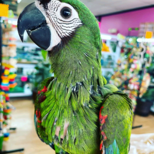Parrot available