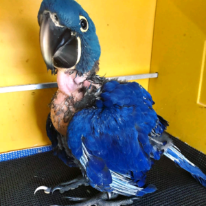 Parrot