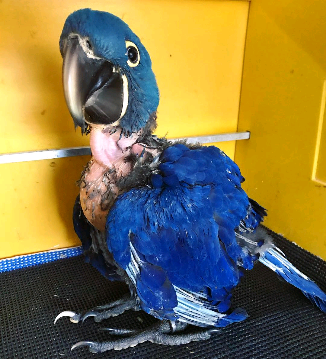 Parrot