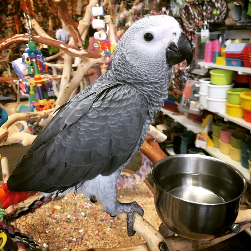 9 MONTHS OLD CONGO AFRICAN GRAY PARROT - Image 2