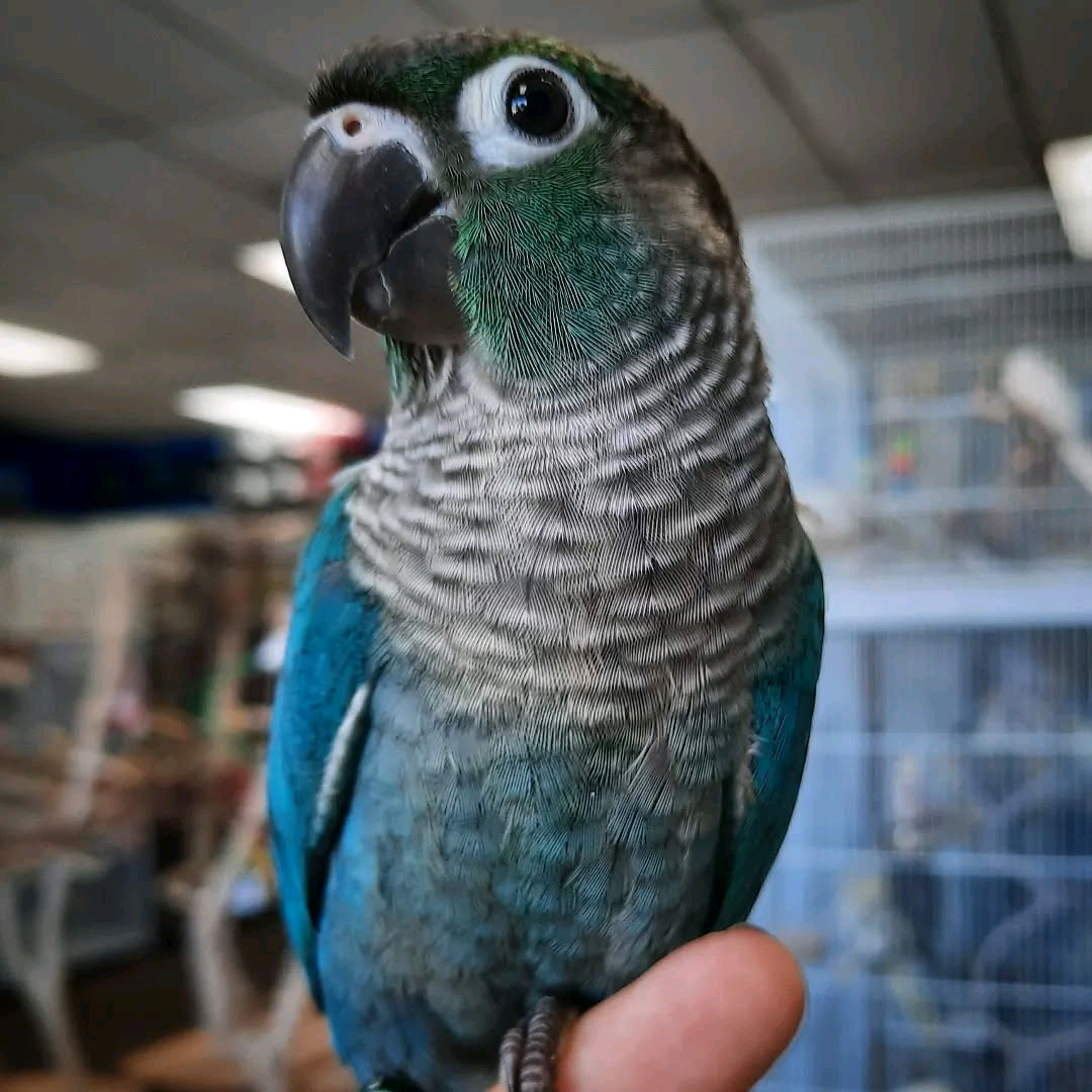 Yellow-Sided Green Cheek Conure: - Image 2