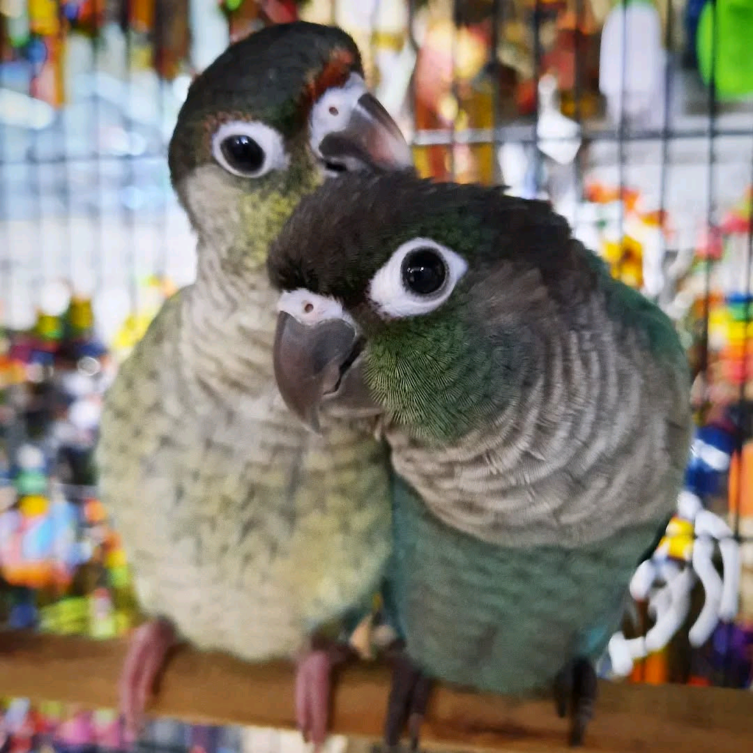 Yellow-Sided Green Cheek Conure: - Image 3