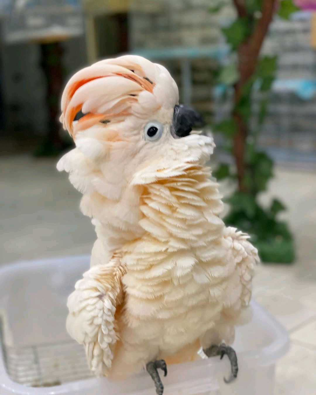 Moluccan Cockatoo