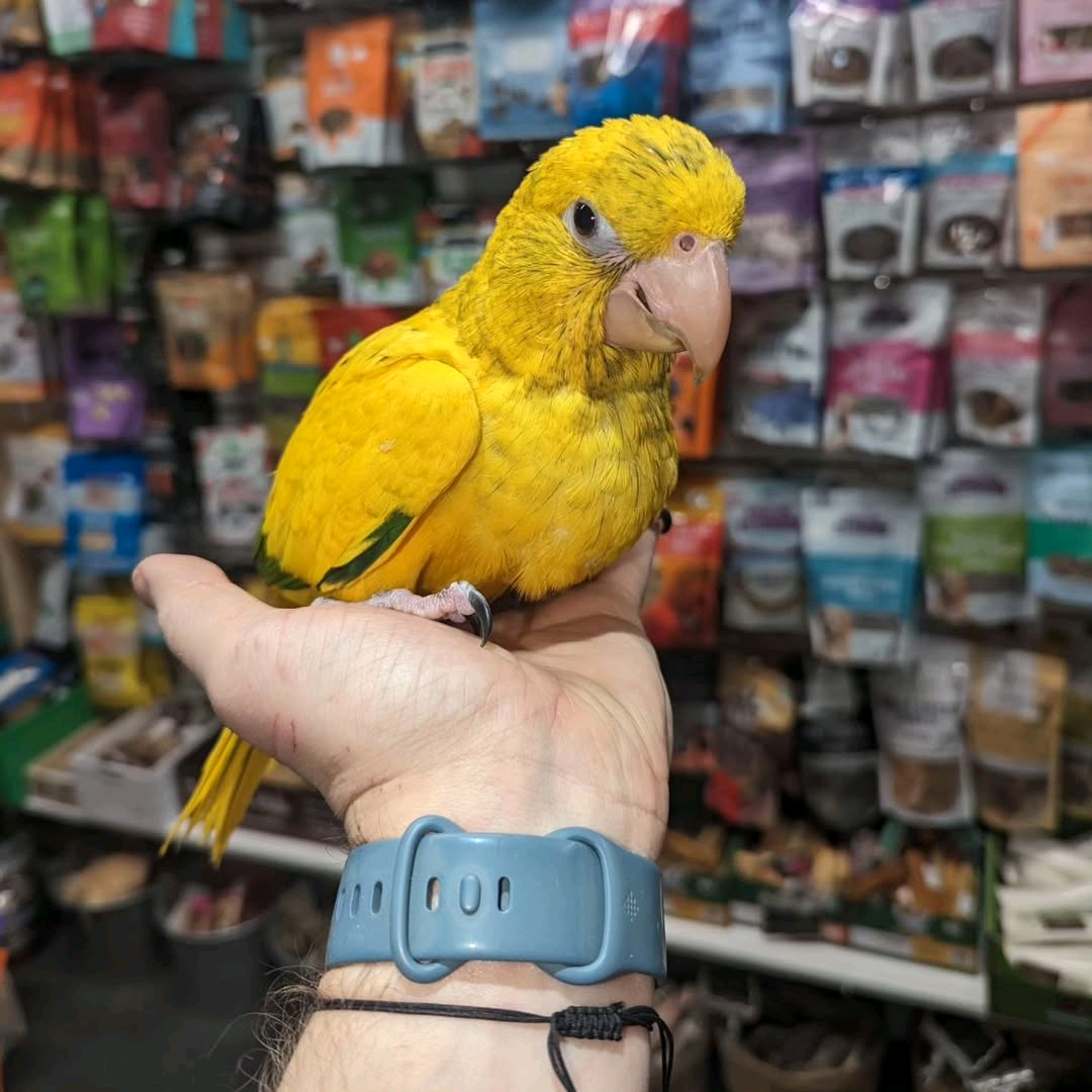 4 Months Old Golden Conures - Image 4