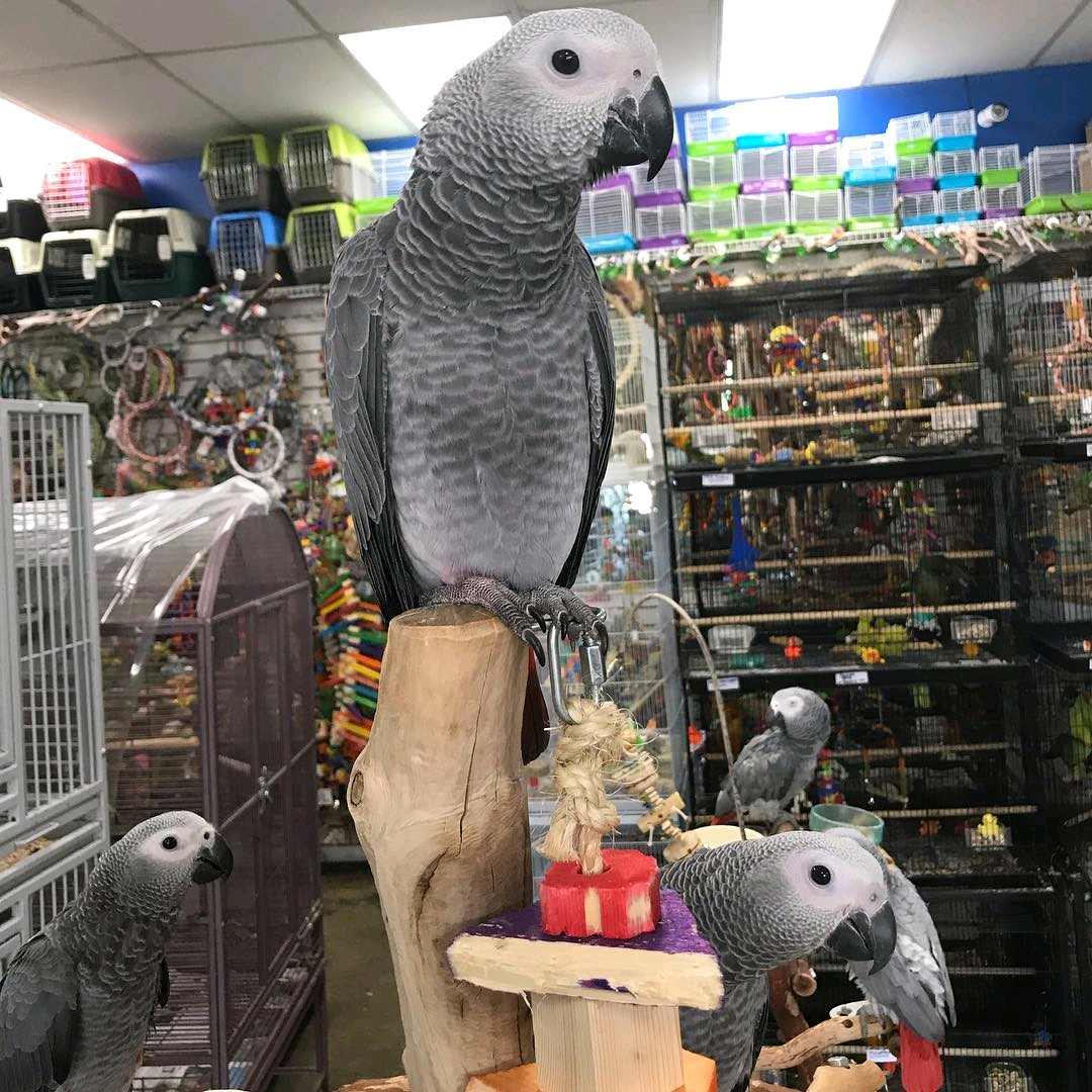 9 MONTHS OLD CONGO AFRICAN GRAY PARROT - Image 6