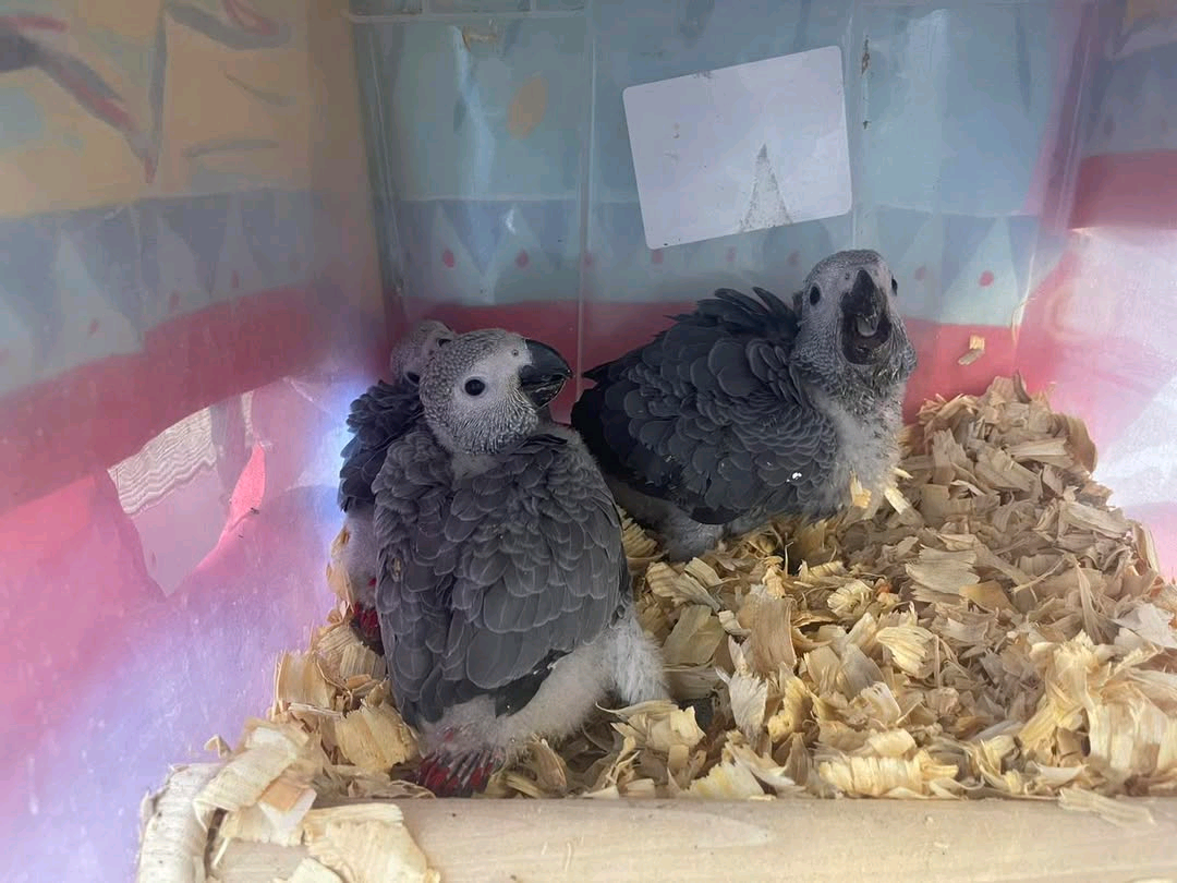 9 MONTHS OLD CONGO AFRICAN GRAY PARROT - Image 3
