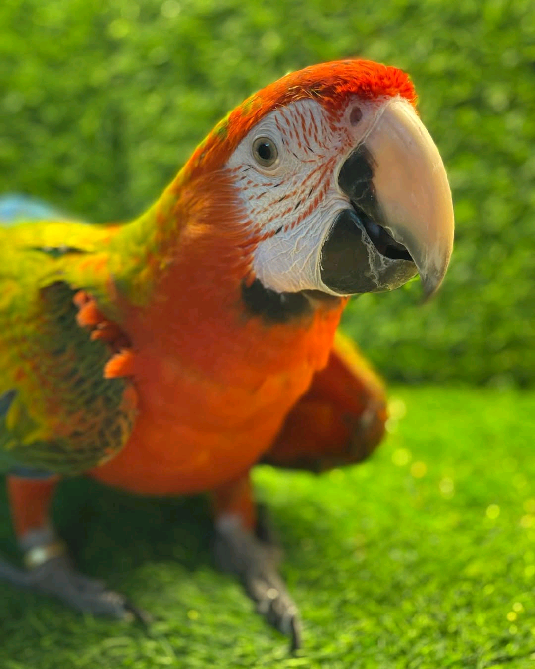 Green orange macaw - Image 2