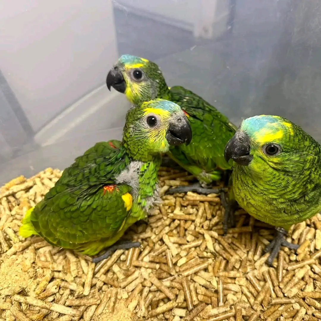 2 Months Old Blue-Fronted Amazon