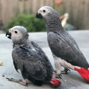 Congo African Grey for anyone interested to buy