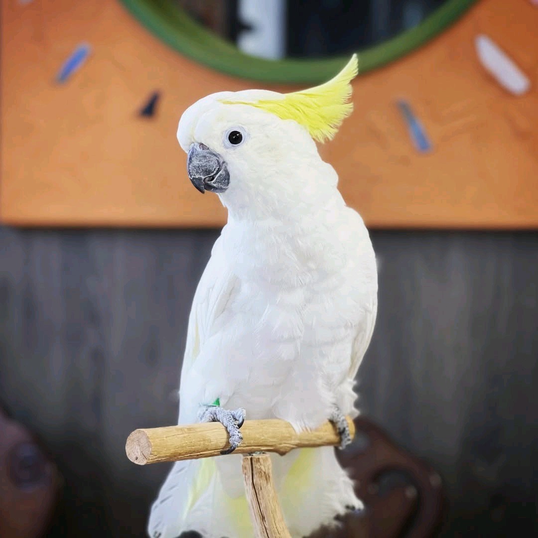 Yellow-crested cockatoos - Image 2