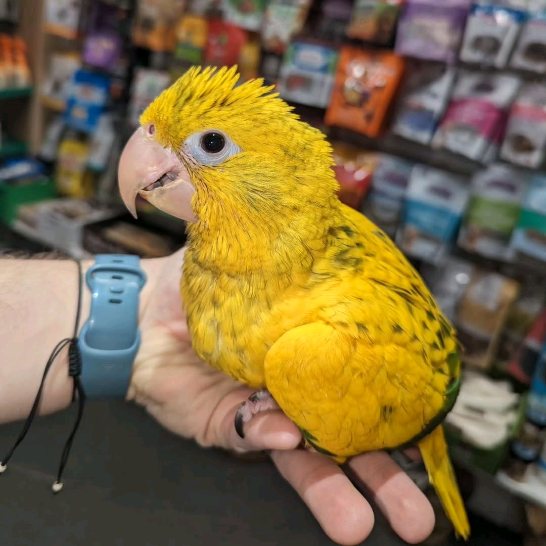 4 Months Old Golden Conures - Image 2