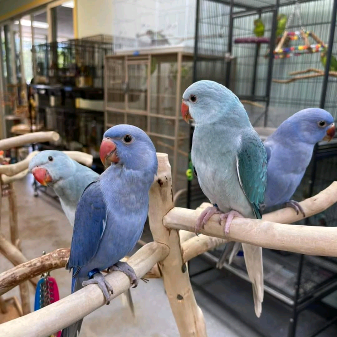 India Ringneck