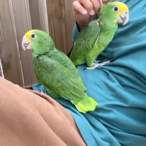 Double Yellow Amazon parrot for anyone interested to buy