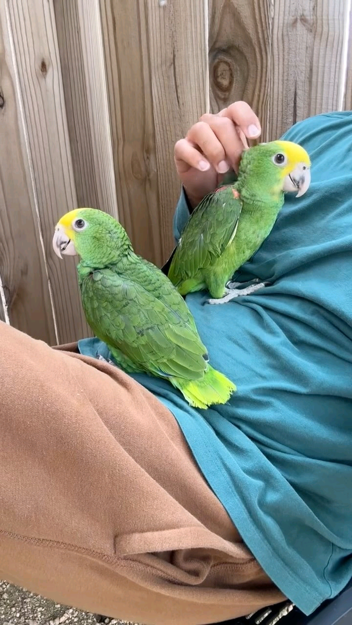 Double Yellow Amazon parrot for anyone interested to buy