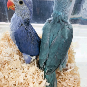 Parrots available for anyone interested to buy