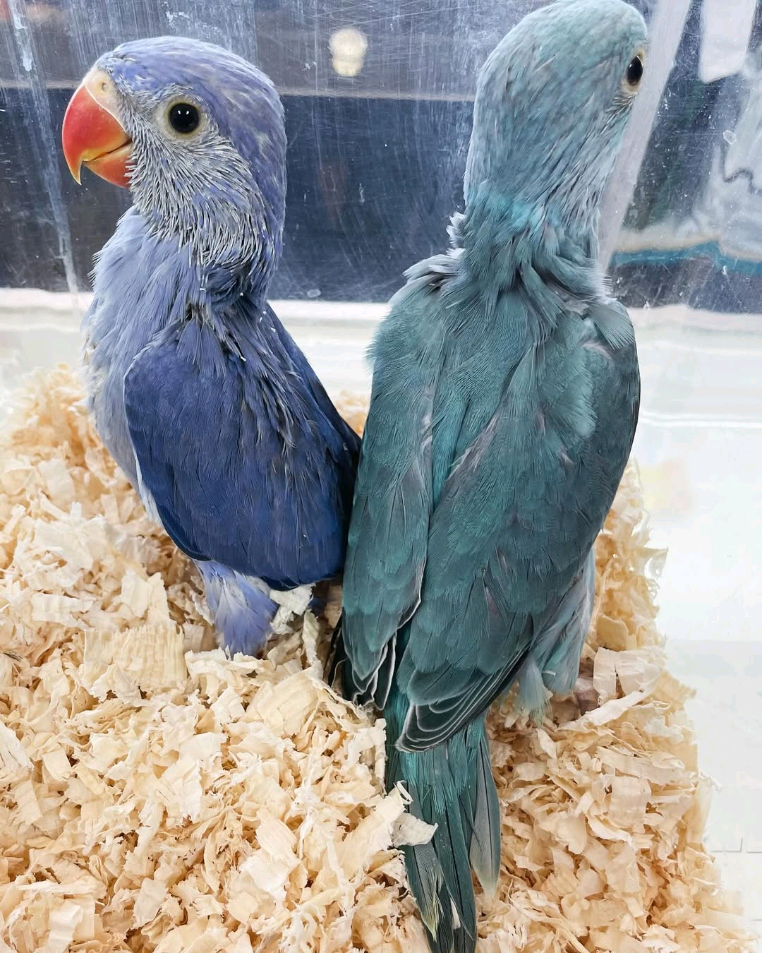 Parrots available for anyone interested to buy