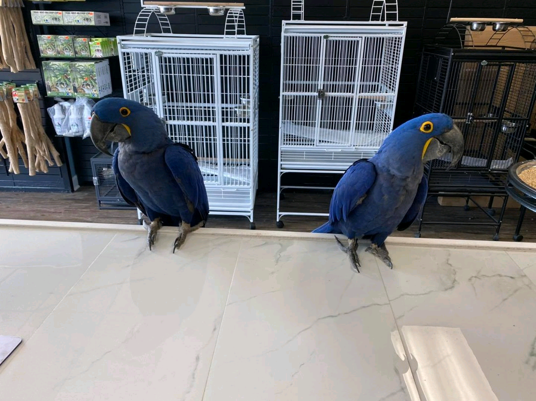 Hyacinth macaw - Image 2