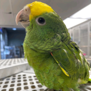 Double Yellow Amazon For sale