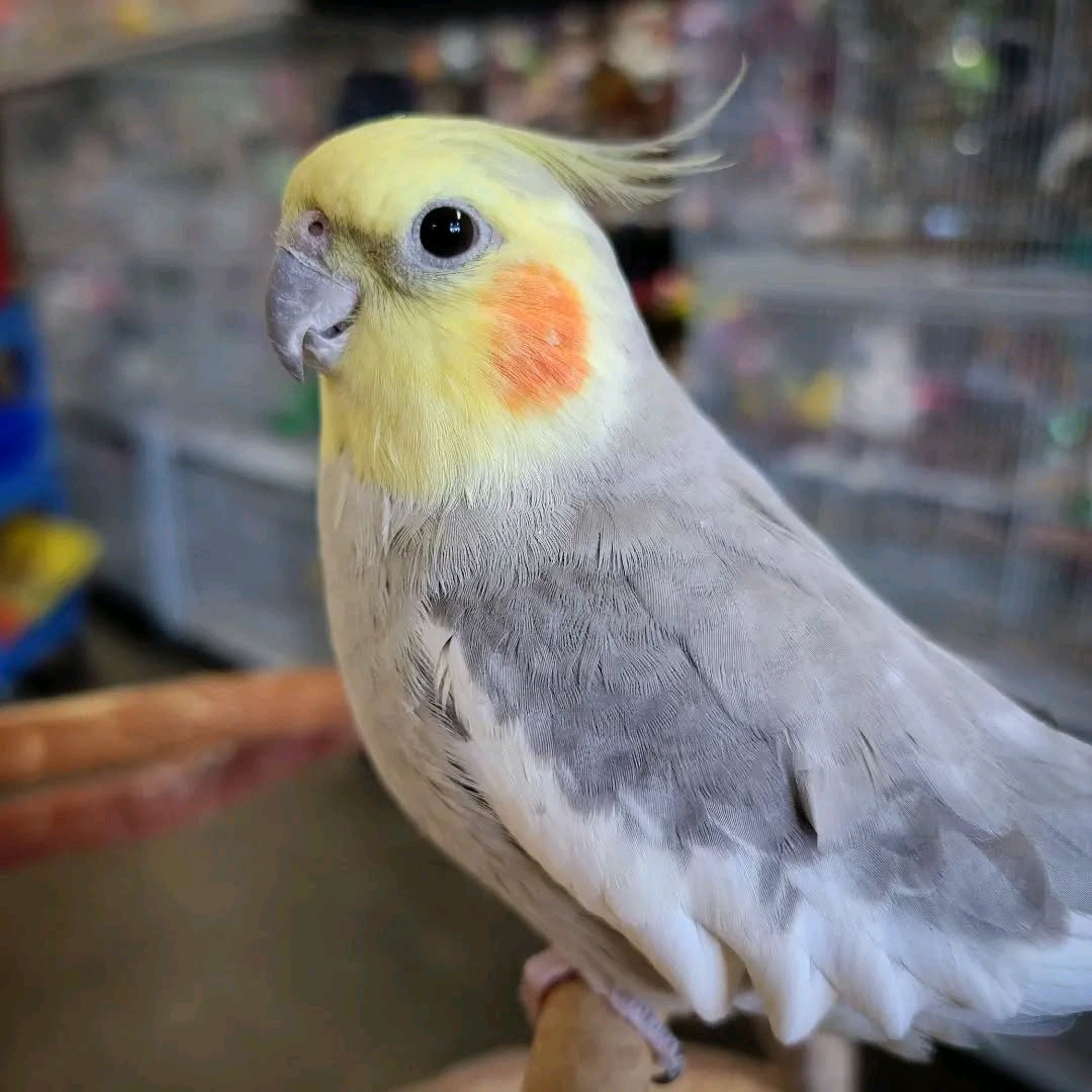 2 years old cocktail parrot