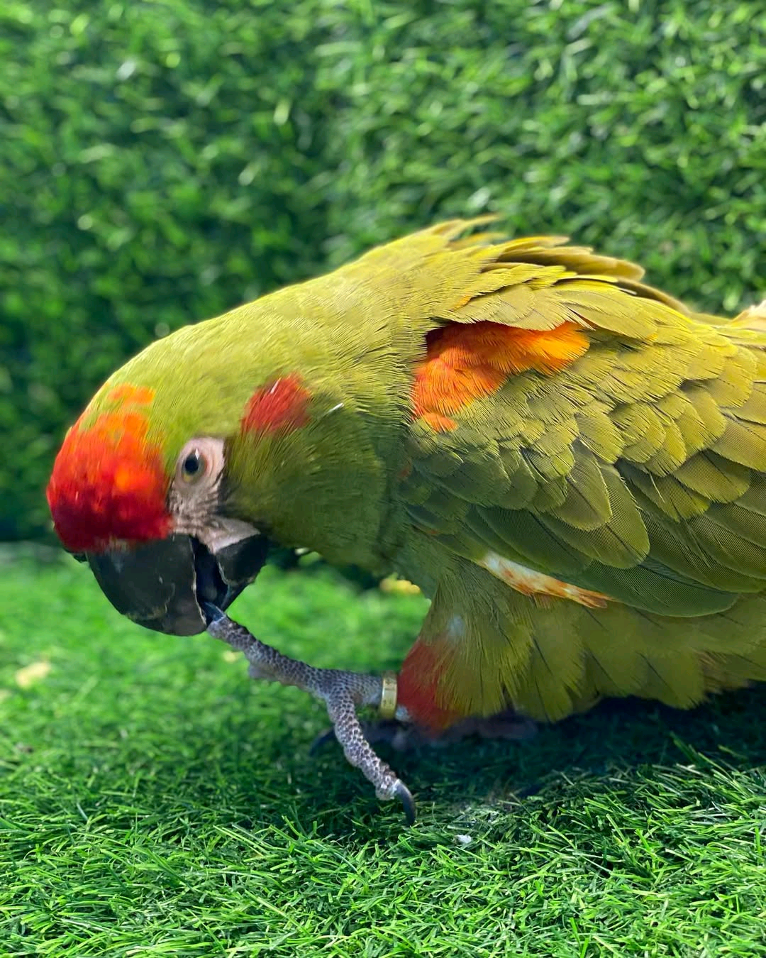 Red-fronted macaw - Image 3