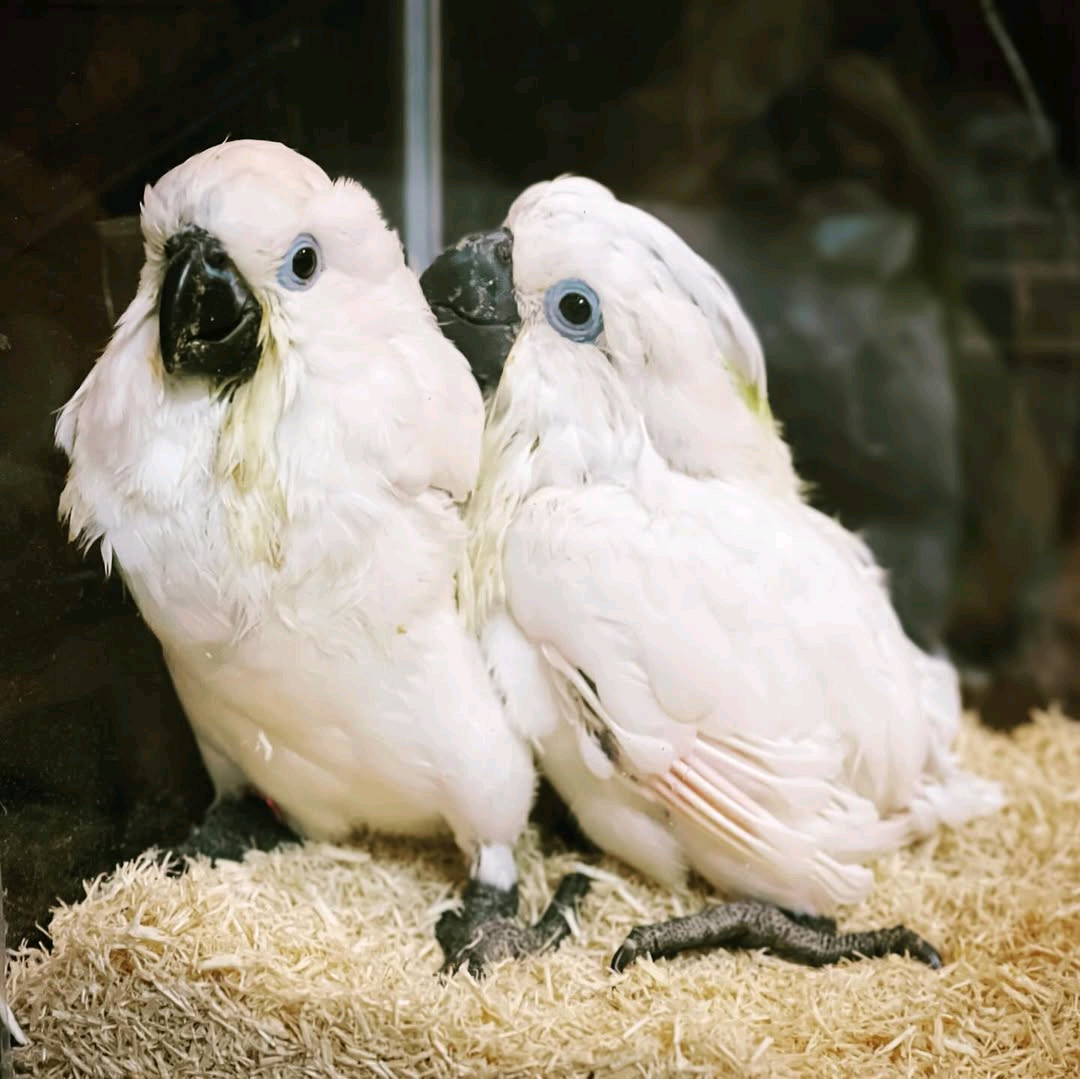 Yellow-crested cockatoos - Image 6