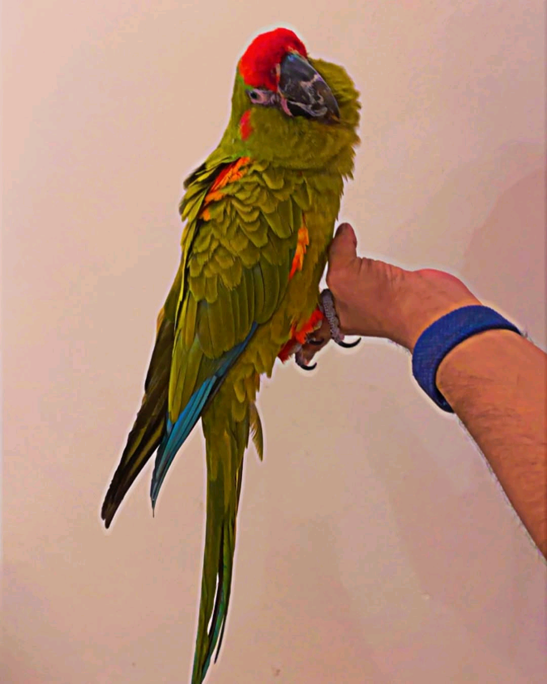 Red-fronted macaw - Image 2