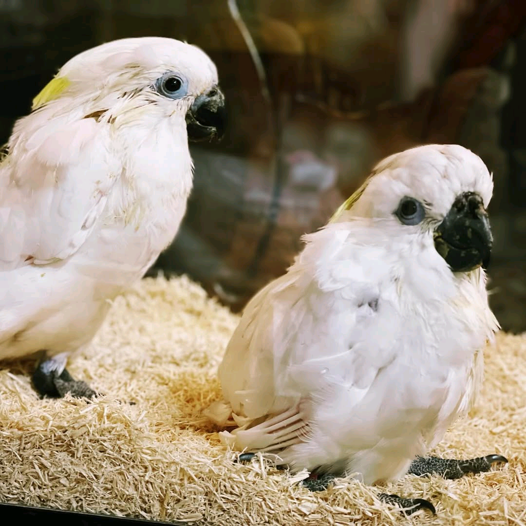 Yellow-crested cockatoos - Image 5