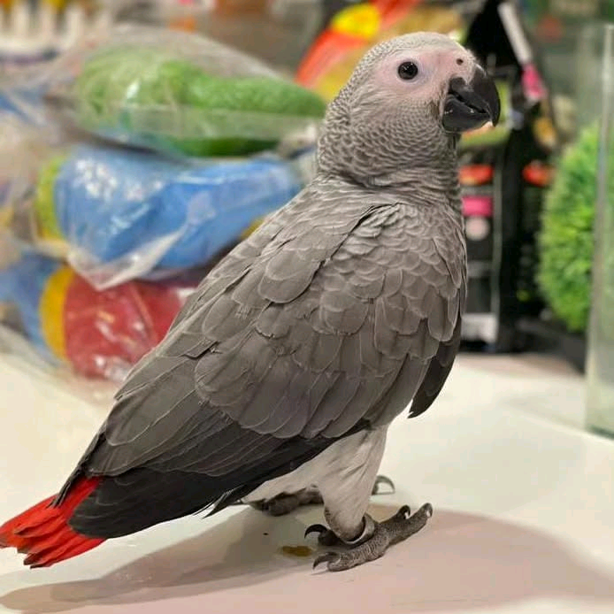 9 MONTHS OLD CONGO AFRICAN GRAY PARROT - Image 4