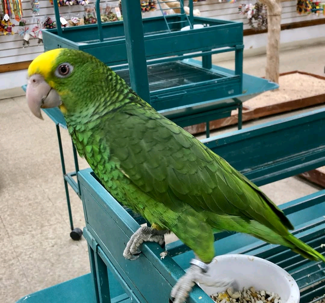 Double Yellow Amazon