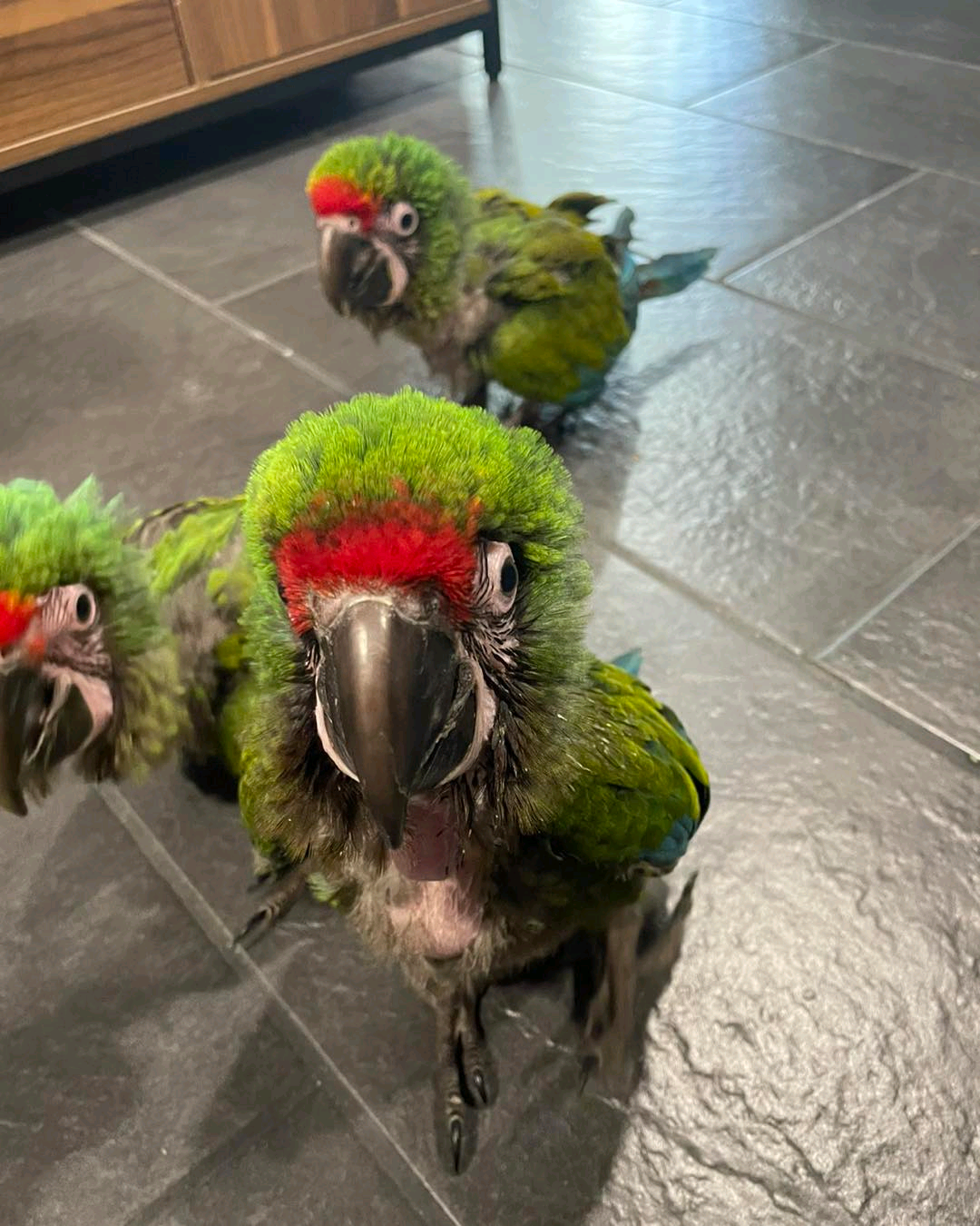 3 Months Old Baby Buffon Macaw Parrots - Image 2