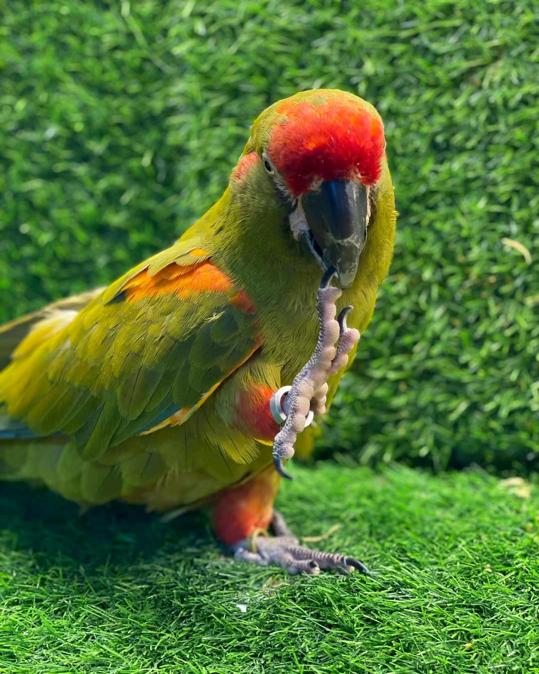 Red-fronted macaw