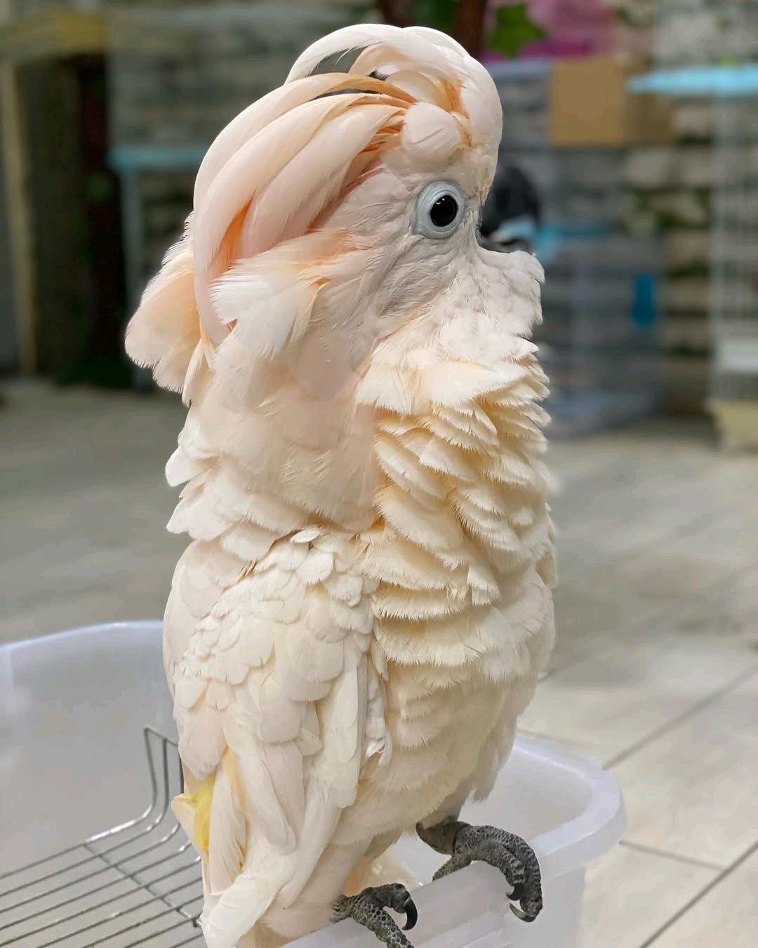 Moluccan Cockatoo - Image 2