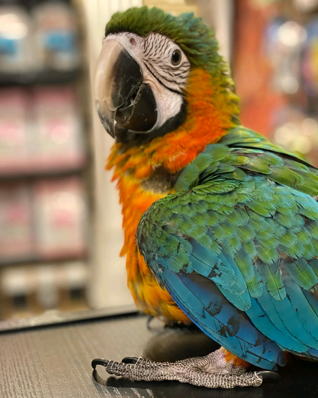 Green orange macaw - Image 4